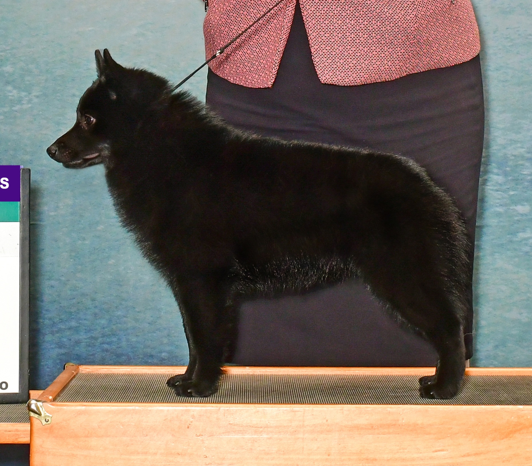 a young schipperke in silhouette